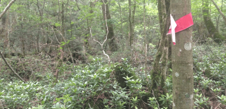 Screen Shot 2017-06-25 at 12.41.44.png